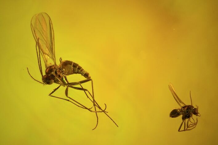 Two Detailed Fossil Flies (Diptera) In Baltic Amber #58118